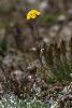 <em>Artemisia glacialis</em>